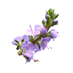 画板 6